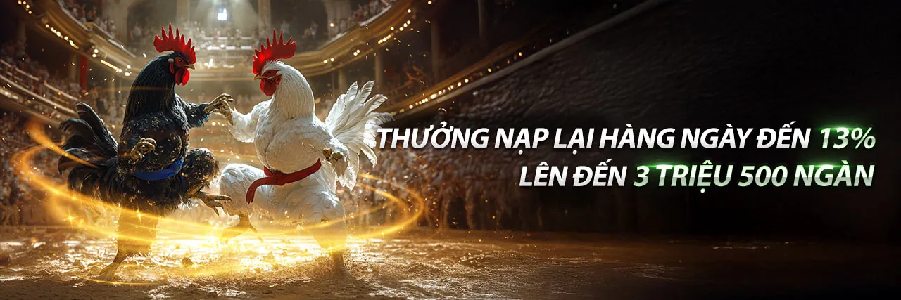 Đá gà trực tiếp CBC4 với khán giả hâm mộ